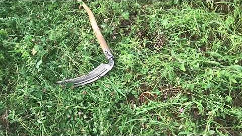 Does Permaculture chop and drop work? A soil building secret!