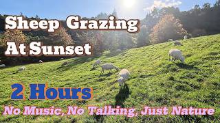 Peaceful New Zealand Sheep Grazing at Sunset 🐑 | Relaxing Nature Sounds, No Music, Autumn Field