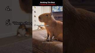 Ranking The Best Capybara Moments