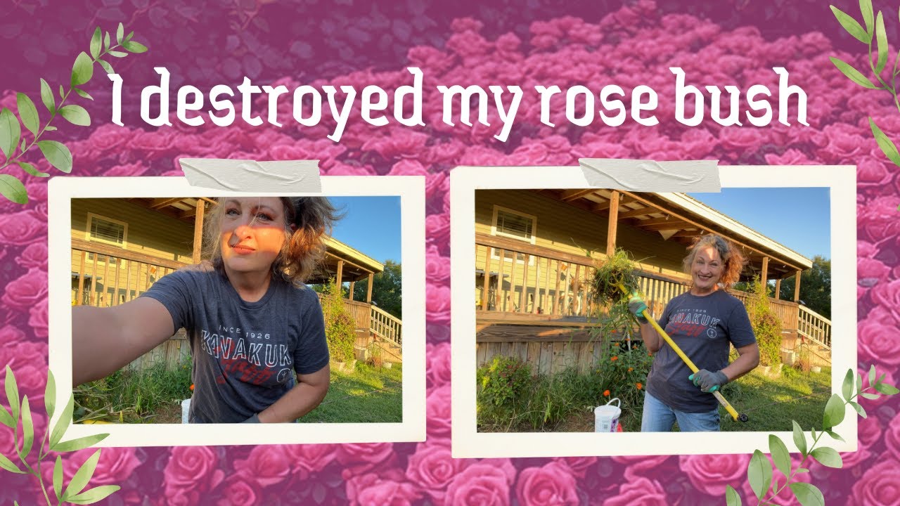 I destroyed my rose bush 🥀//  crab  grass eradication ? //west garden maintenance 