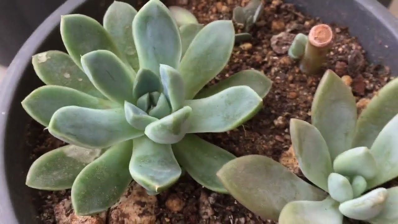 Sukulent Çeliği Hava ile Köklendirme?Çürüme Riskini Azaltmak?