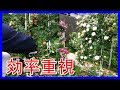 つるバラの花後剪定【ピエール ドゥ ロンサール】★ベーサルシュートが出る原理！