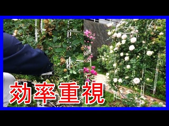 つるバラの花後剪定 ピエール ドゥ ロンサール ベーサルシュートが出る原理 Youtube