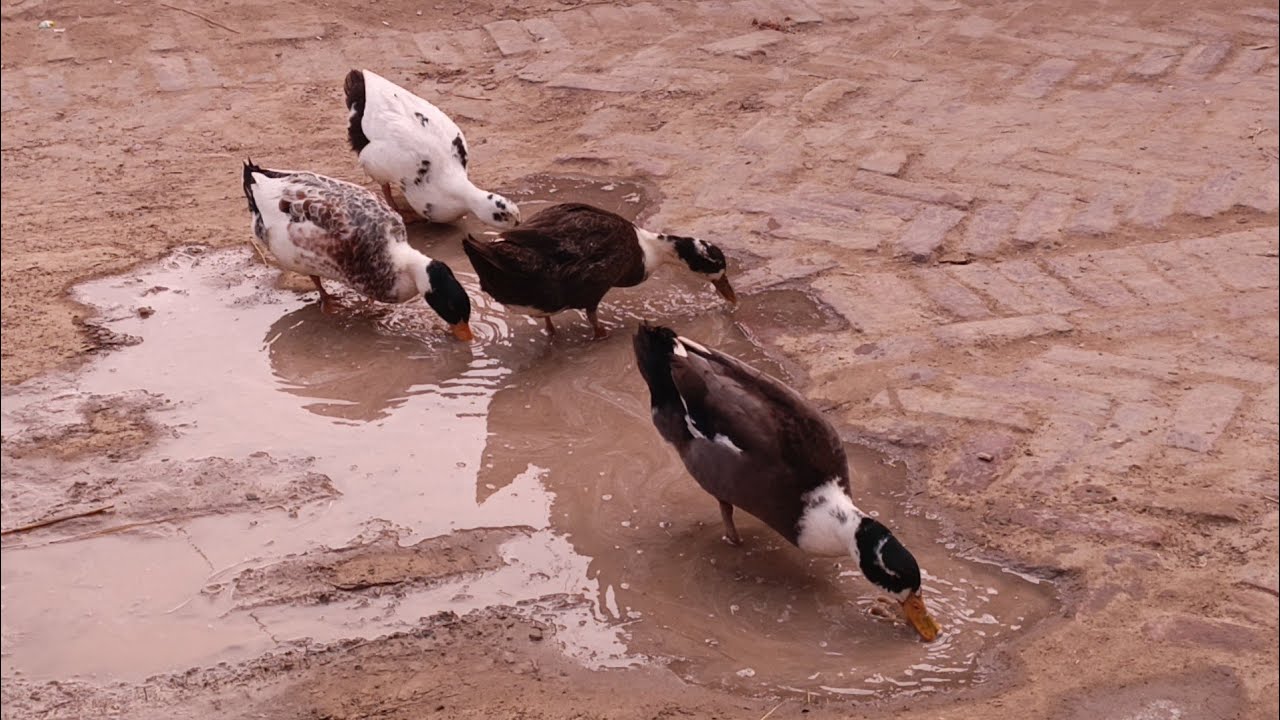 Ducks 🦆 Drinking And EATING style