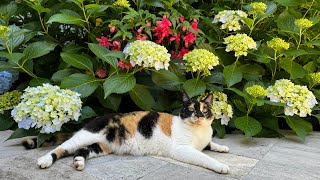 Full Garden Tour | Garden Changes Over The Years |Spectacular Hydrangeas