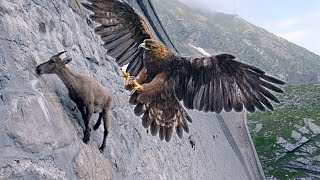 Top 3 Biggest And Largest Eagles Of The World