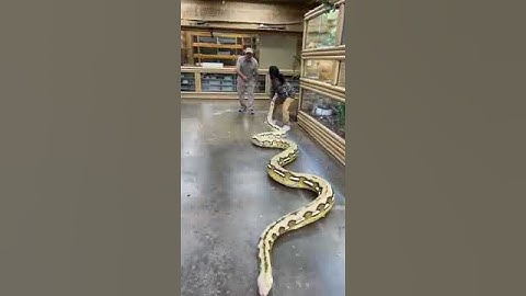 Is this the biggest snake in the world #shorts #viral #animals