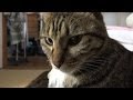 けしからん猫を４Kカメラ（AX100）で撮影してみた。Jumping Cat shooting with the 4k camera