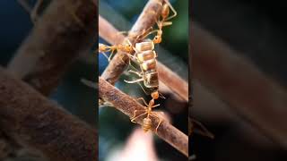 حقائق مثيرة عن النمل الناري