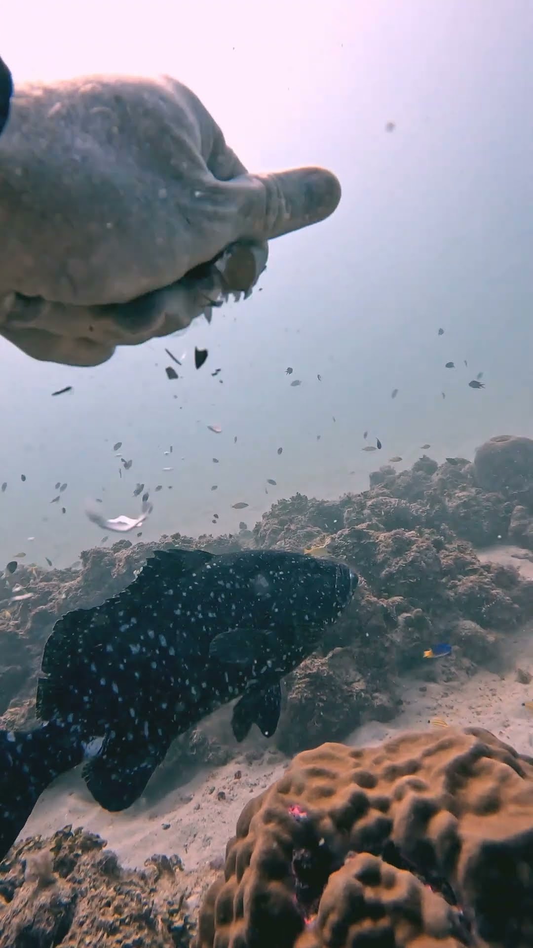 Diver Feeds An Egg to a Fish || ViralHog
