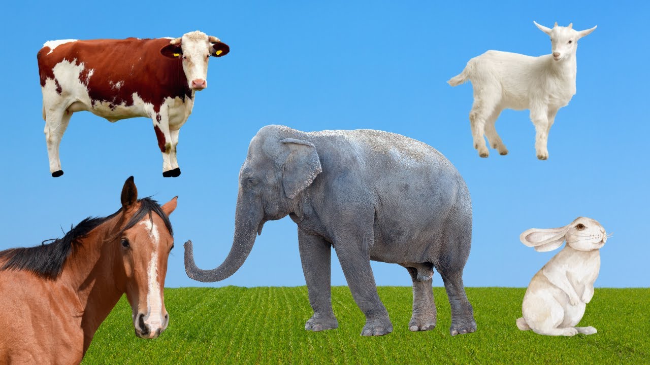Horse, Cow, Goat, Rabbit, and Elephant's Farmyard Fun