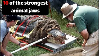 10 Animals Have The Strongest Bite Force by Animal Explorer 118 views 11 months ago 1 minute, 55 seconds