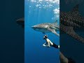 Shark with a man 🔵#sea #shark #peace #love #underwater #love #viral