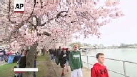 Washington's famous cherry blossoms are set to hit peak bloom this weekend as the National Cherry Bl