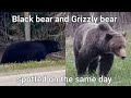 Black bear and Grizzly bear spotted on the same day