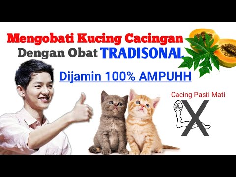 tips-mengobati-kucing-cacingan-dengan-obat-tradisional.