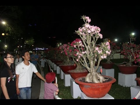 Video Bộ sưu tập Hoa Sứ quý hiếm - youtube