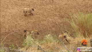 Lion Cornered by Hyenas