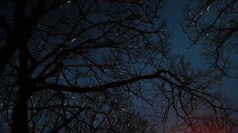 The silhouette of the tree branch. Dark scary forest background video footage - Free MP4 Download