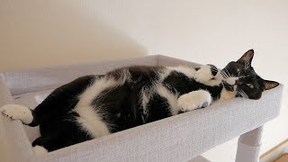 ごはんの時間なのに猫がキャットタワーから降りてくれません...