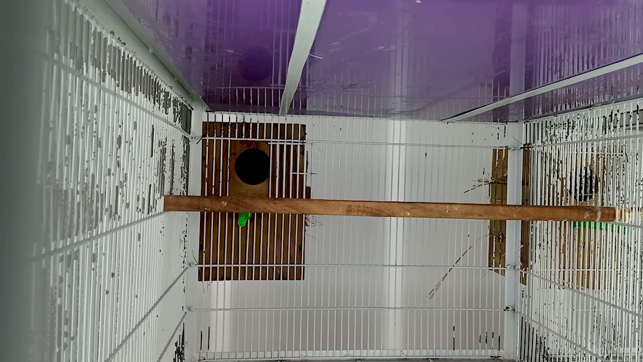 Rare mutations of Love birds