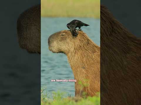 Capybaras are so Cute! 💕 How come These Giant Rodents 🦫 Are so Chill? Even Next to Crocodiles?🐊