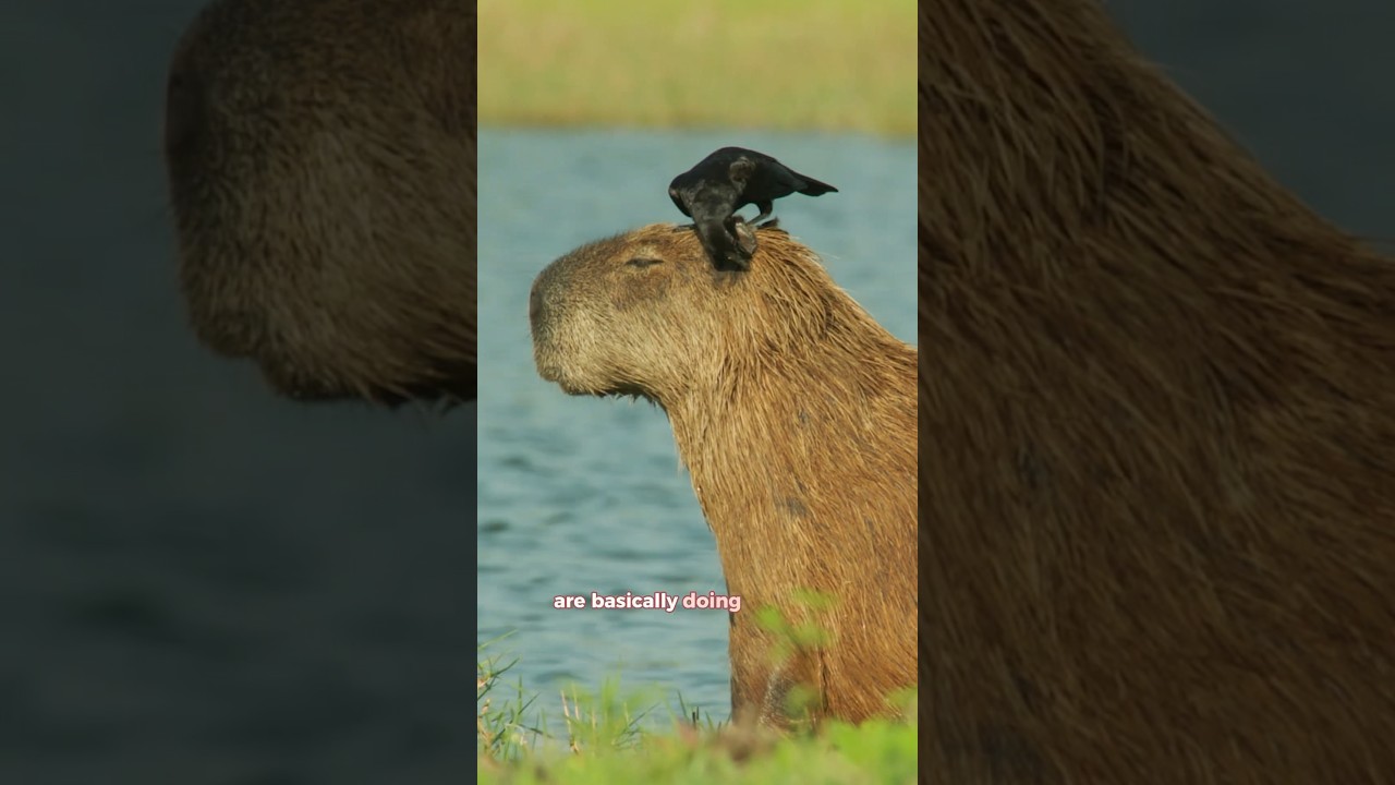 Capybaras are so Cute! 💕 How come These Giant Rodents 🦫 Are so Chill? Even Next to Crocodiles?🐊