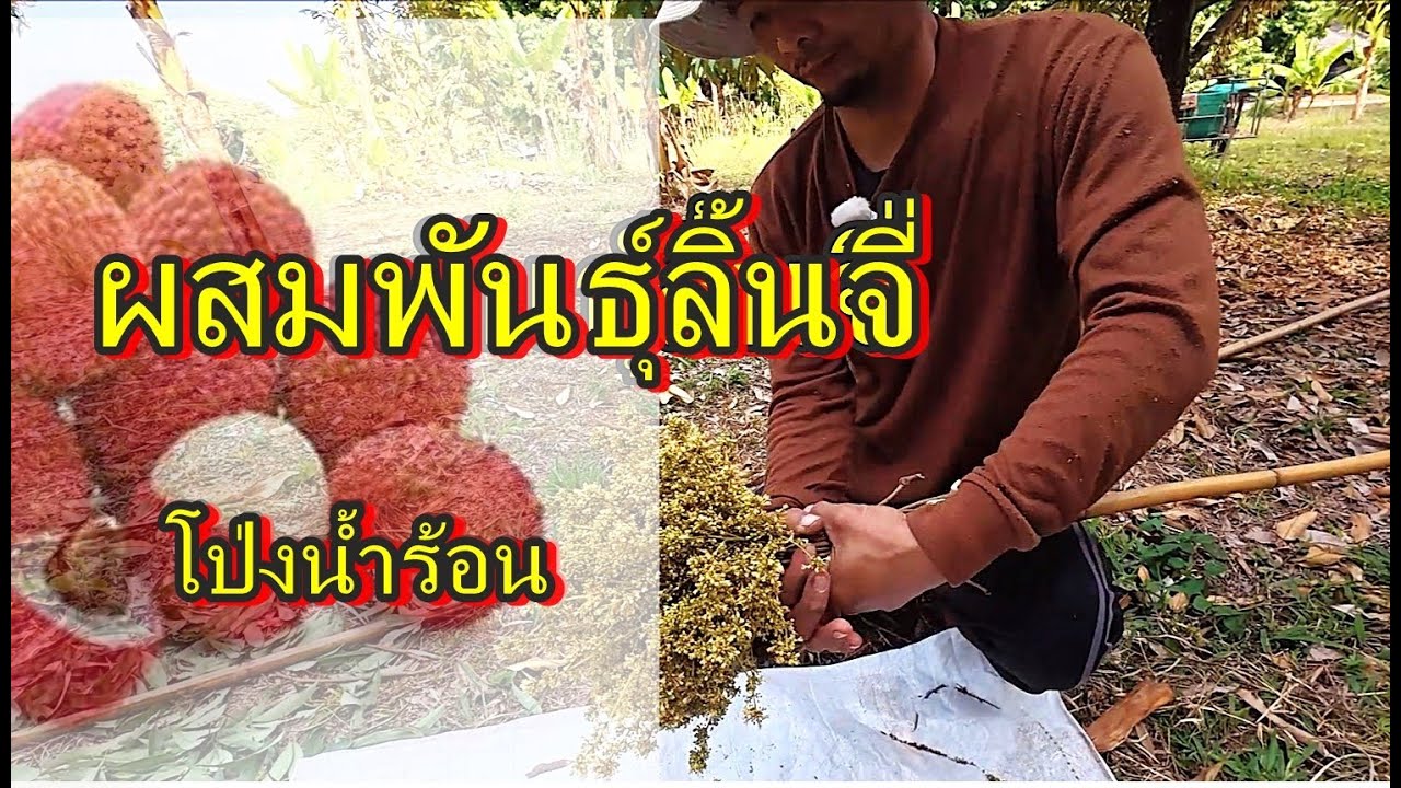 ผสมพันธุ์ลิ้นจี่,ปัดดอกลิ้นจี่,ดอกสีละมัน,ดอกคอแลน,หมากแงว,ดอกลิ้นจี่ป่า,ที่อ.โป่งน้ำร้อน จ.จันทบุรี