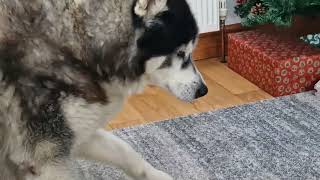 Old Husky Doesnt Even See Or Hear Him Coming