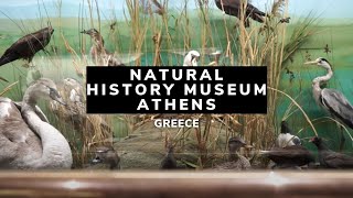 Natural History Museum Athens | Athens | Greece | Things to See in Athens | Athens Attractions