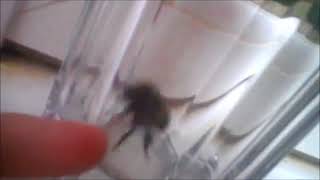 Angry Bee screenshot 5