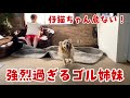 【保護猫】仔猫ちゃんを育てたいゴールデンレトリバー姉妹が強烈すぎる件