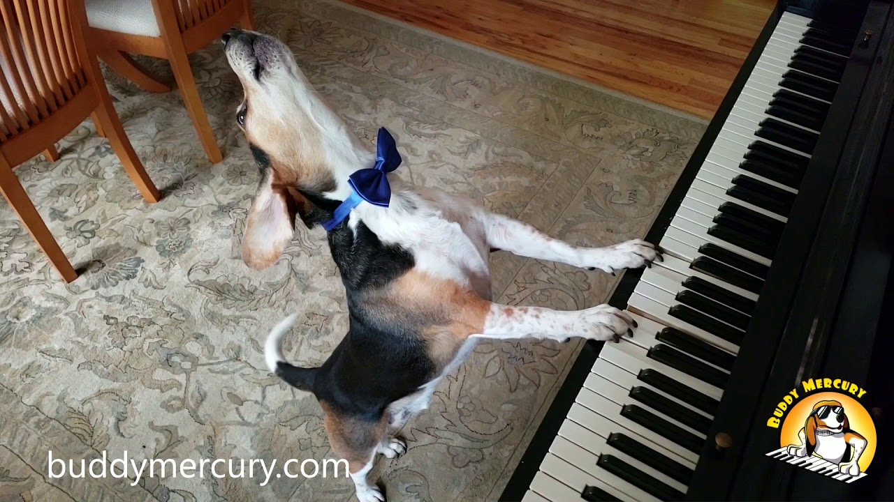 AMAZING, INCREDIBLE, TALENTED DOG named Buddy Mercury plays piano and sings!!!