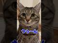 「うぅ〜ん」とお返事する保護猫ピノくん！ #猫 #保護猫