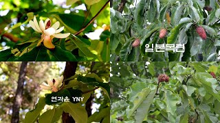 5월의 나무-일본목련. Flora of Korea-Magnolia obovata