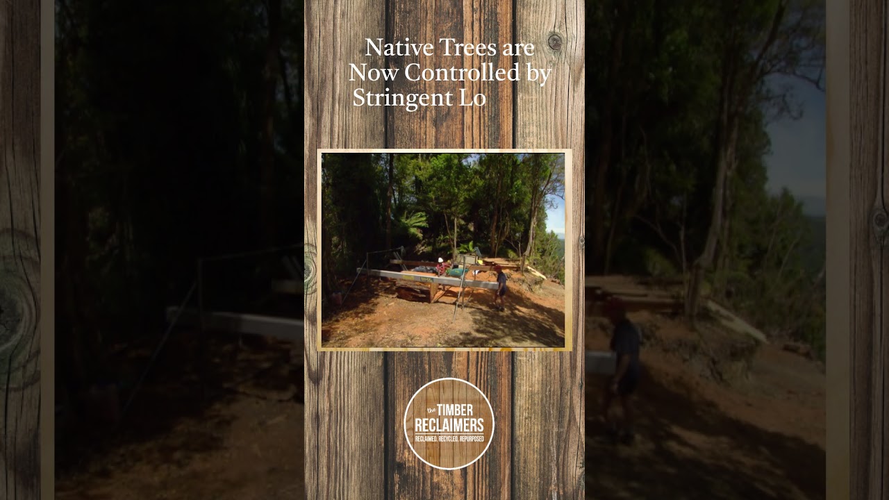 How Indigenous Timber Became NZ’s Architectural DNA: The Unseen Connection 
