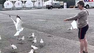 Robin with the gulls at Weed, California by Adventures with Al 12 views 6 days ago 1 minute, 39 seconds