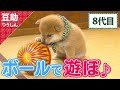 よ、よ、ぽてーん♪転がる8代目<柴犬・豆柴>Japanese dog mameshiba