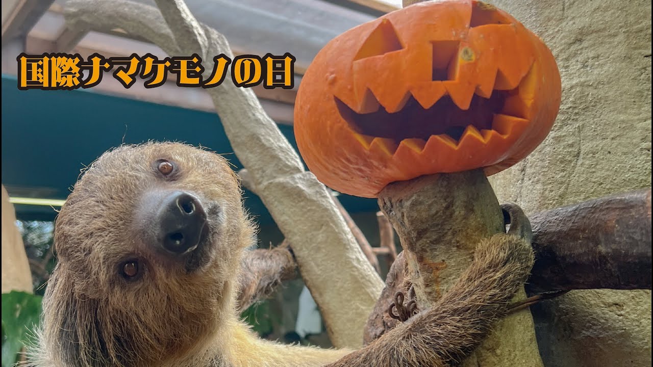 国際ナマケモノの日　2024 / International Sloth day
