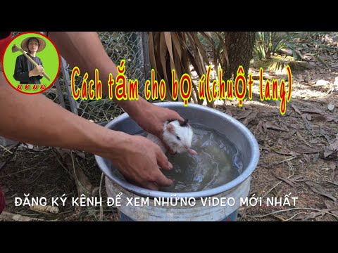 Video: Cách Tắm Cho Chuột Lang Của Bạn