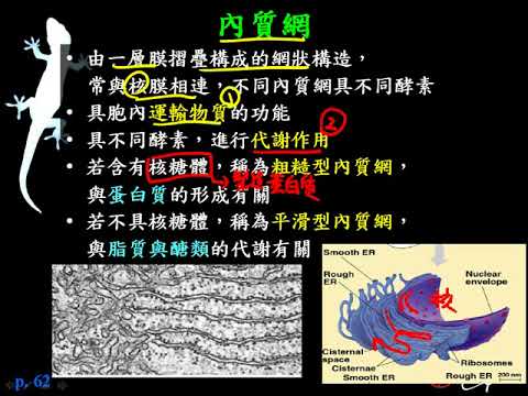 10602高一基礎生物1 2 26真核細胞的細胞 內質網一誠