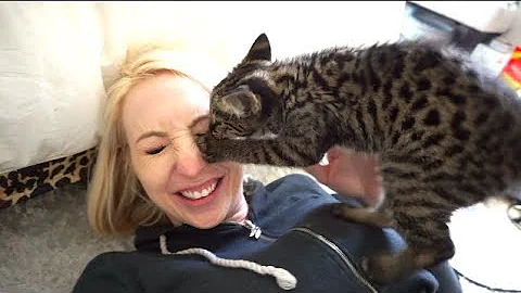 Watch the video about My New Kitten!