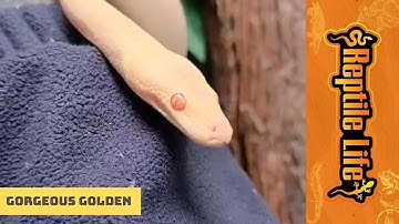 Albino Olive Python | Reptile Life Adelaide