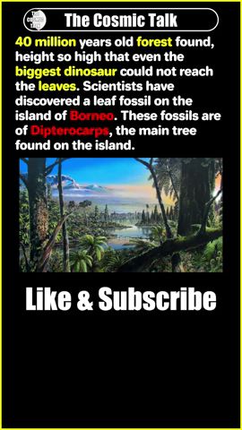 40 million years old forest | #shorts | #forest | #archeology