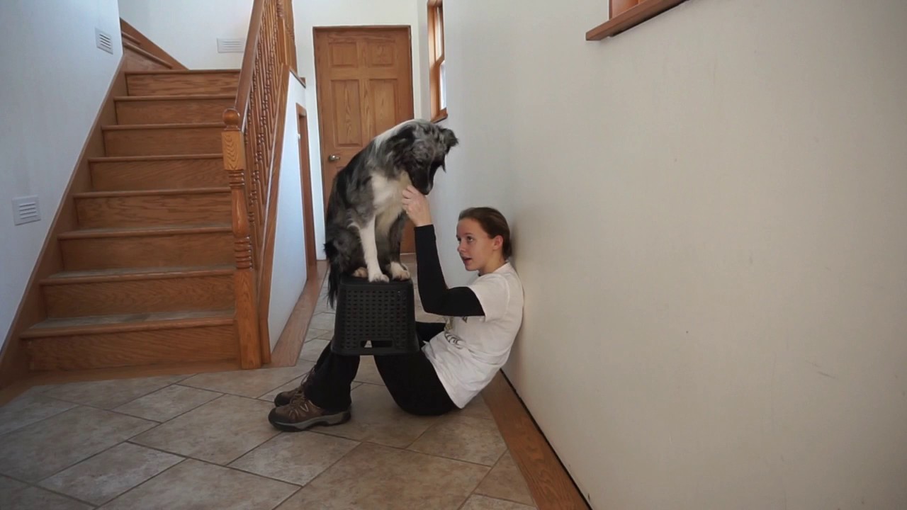 How to teach your dog a Foot Stall! - YouTube