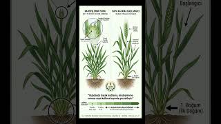 Buğdayda Başak Kodlama Ne Zaman Olur? Verimi Belirleyen Kritik Dönem Im