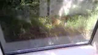 Famous Crow attacking window Net Worth