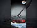Eagle focused on target shorts