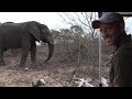 SafariLive - James Hendry and a huge Elephant bull!