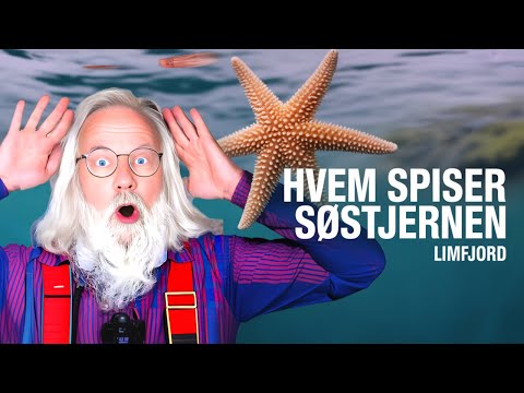 5 things you don't know about diving in the Limfjord
